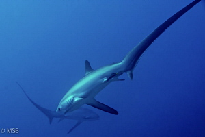 Crossing thresher sharks in Malapascua, very early mornin... by Mehmet Salih Bilal 